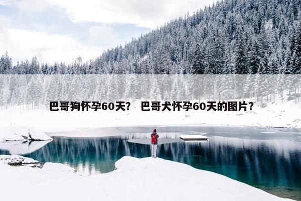 巴哥狗怀孕60天？ 巴哥犬怀孕60天的图片？
