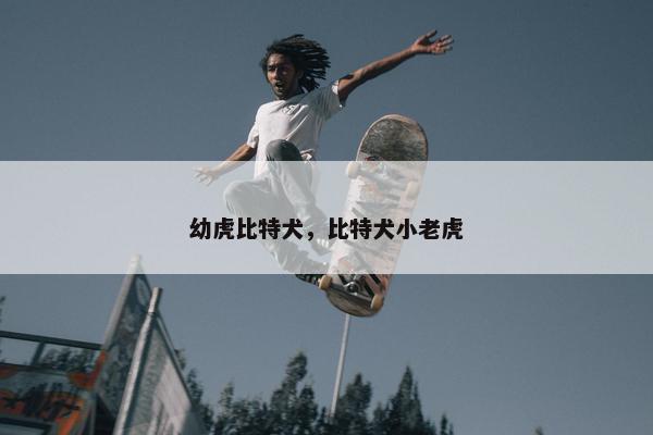 幼虎比特犬，比特犬小老虎