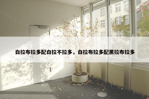 白拉布拉多配白拉不拉多，白拉布拉多配黑拉布拉多