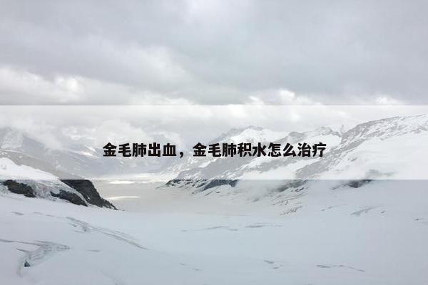 金毛肺出血，金毛肺积水怎么治疗