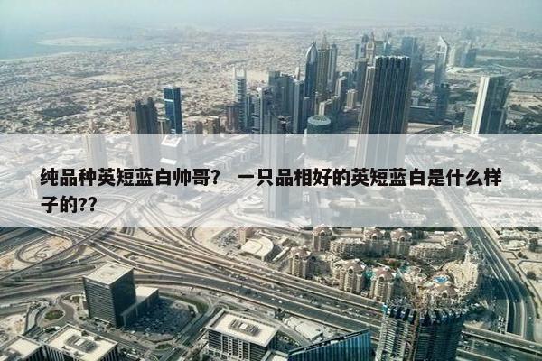纯品种英短蓝白帅哥？ 一只品相好的英短蓝白是什么样子的?？