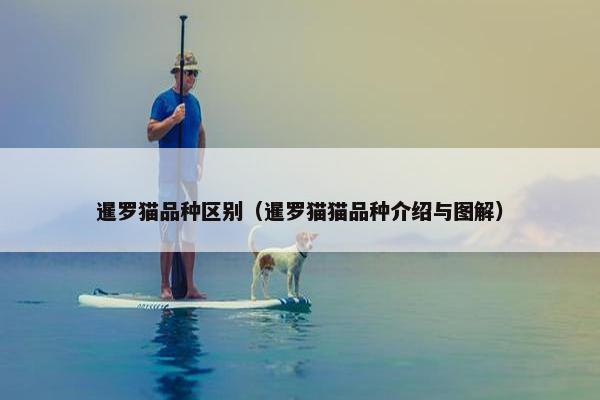 玳瑁