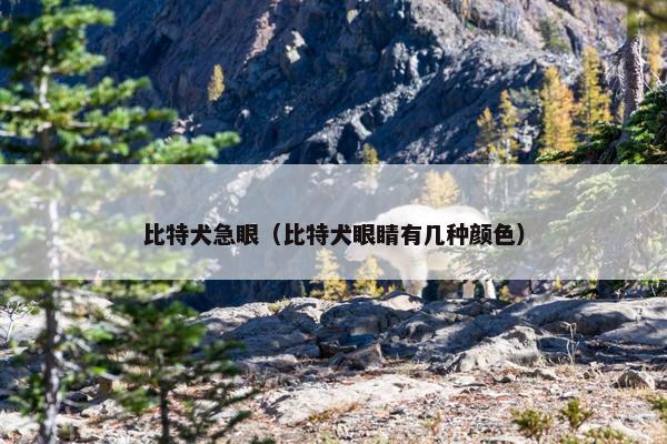 比特犬急眼（比特犬眼睛有几种颜色）