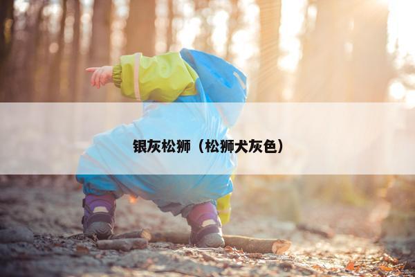 银灰松狮（松狮犬灰色）