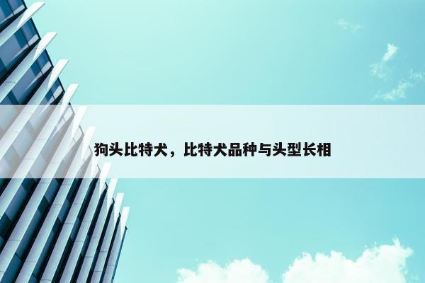 狗头比特犬，比特犬品种与头型长相