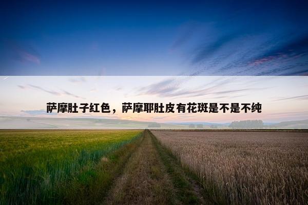 萨摩肚子红色，萨摩耶肚皮有花斑是不是不纯