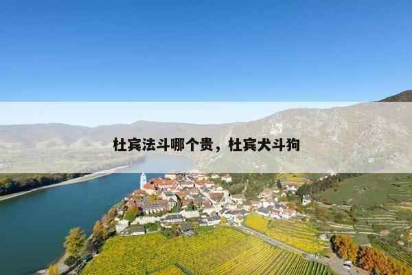 杜宾法斗哪个贵，杜宾犬斗狗