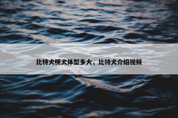 比特犬梗犬体型多大，比特犬介绍视频