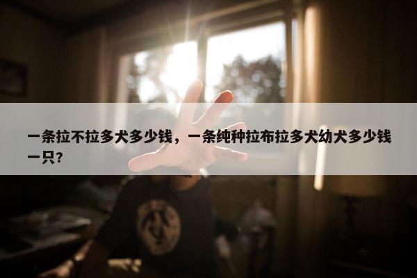 拉不拉多 第10页