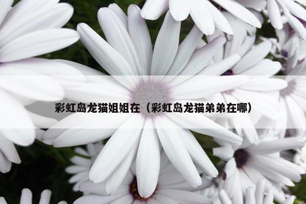 彩虹岛龙猫姐姐在（彩虹岛龙猫弟弟在哪）