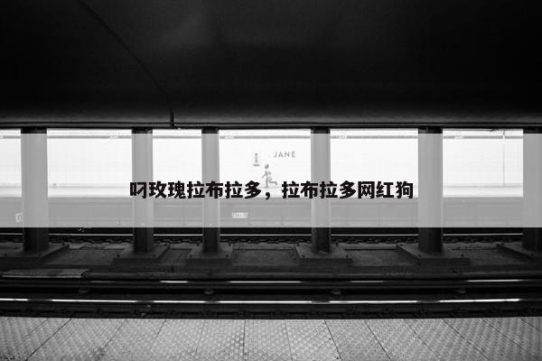 叼玫瑰拉布拉多，拉布拉多网红狗