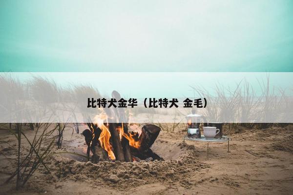 比特犬金华（比特犬 金毛）