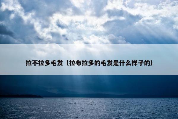 拉不拉多毛发（拉布拉多的毛发是什么样子的）