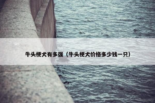 牛头梗犬有多强（牛头梗犬价格多少钱一只）