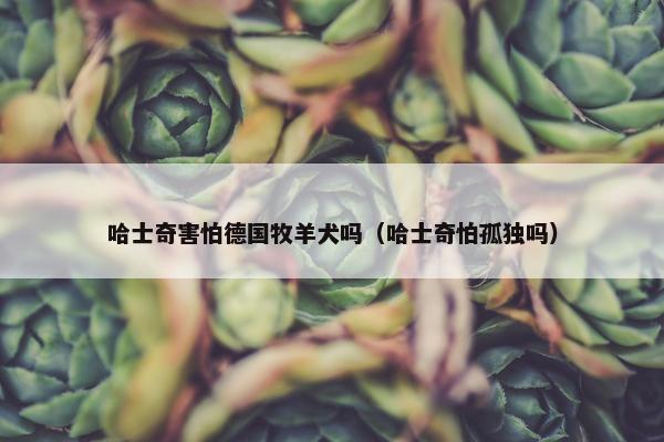 哈士奇害怕德国牧羊犬吗（哈士奇怕孤独吗）