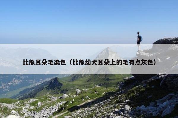 比熊耳朵毛染色（比熊幼犬耳朵上的毛有点灰色）