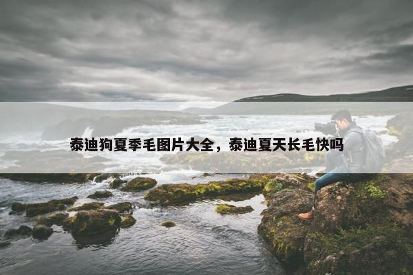 泰迪狗夏季毛图片大全，泰迪夏天长毛快吗