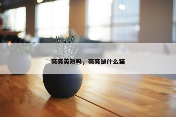 亮亮英短吗，亮亮是什么猫