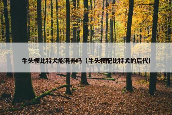 牛头梗比特犬能混养吗（牛头梗配比特犬的后代）