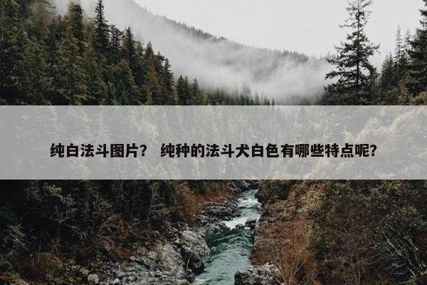 纯白法斗图片？ 纯种的法斗犬白色有哪些特点呢？