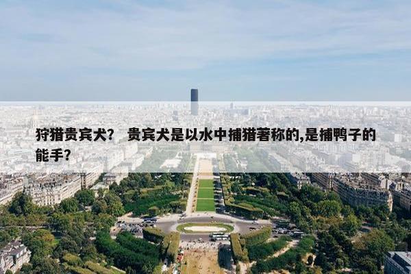 狩猎贵宾犬？ 贵宾犬是以水中捕猎著称的,是捕鸭子的能手？
