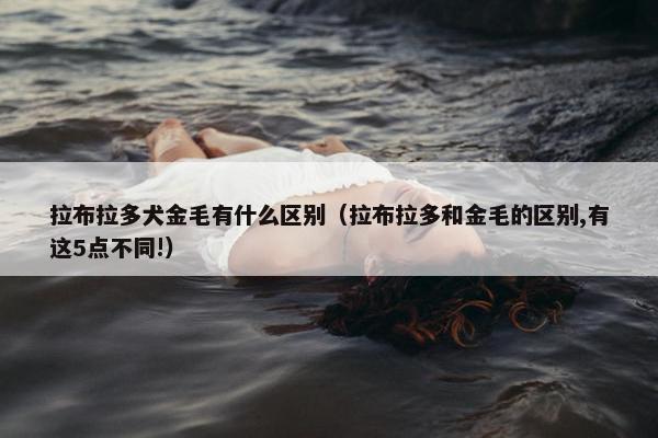 拉布拉多犬金毛有什么区别（拉布拉多和金毛的区别,有这5点不同!）