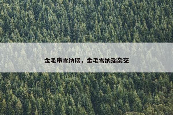 金毛串雪纳瑞，金毛雪纳瑞杂交