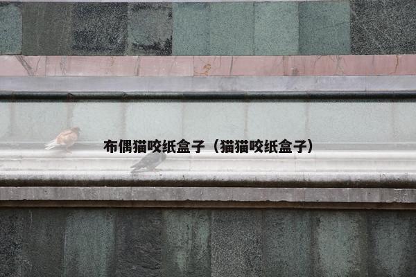 布偶猫咬纸盒子（猫猫咬纸盒子）