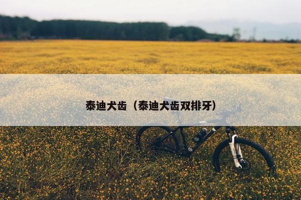 泰迪犬齿（泰迪犬齿双排牙）