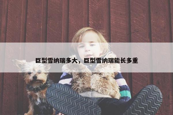 巨型雪纳瑞多大，巨型雪纳瑞能长多重