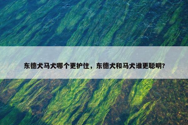 东德犬马犬哪个更护住，东德犬和马犬谁更聪明?
