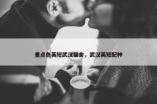 重点色英短武汉猫舍，武汉英短配种