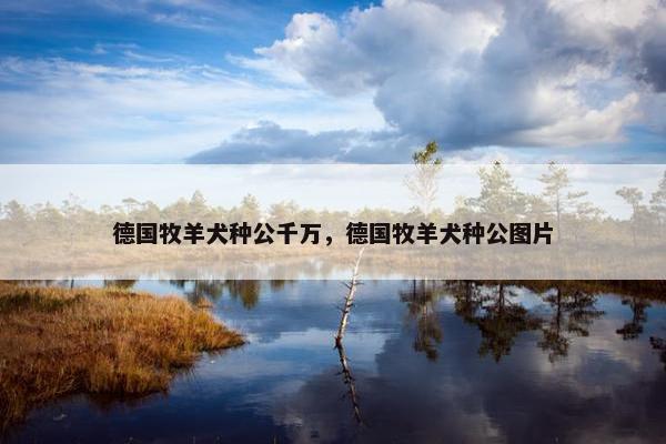 德国牧羊犬种公千万,德国牧羊犬种公图片