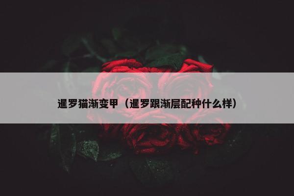 暹罗猫渐变甲（暹罗跟渐层配种什么样）