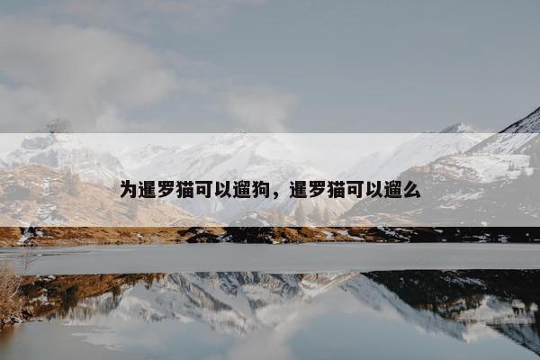 为暹罗猫可以遛狗，暹罗猫可以遛么
