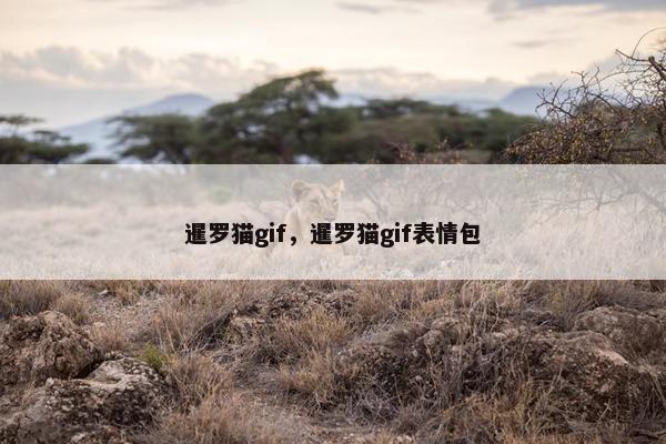 暹罗猫gif，暹罗猫gif表情包