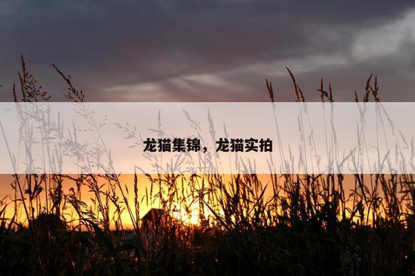 龙猫集锦，龙猫实拍