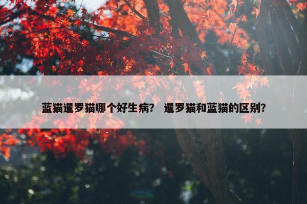 蓝猫暹罗猫哪个好生病？ 暹罗猫和蓝猫的区别？