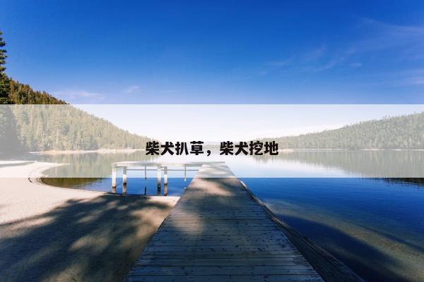 柴犬扒草,柴犬挖地