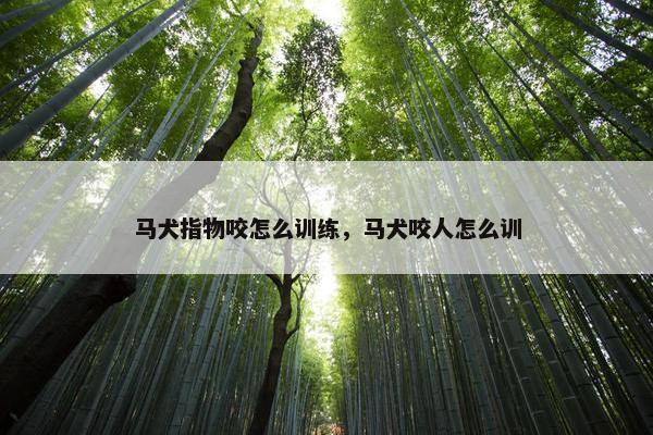 马犬指物咬怎么训练，马犬咬人怎么训