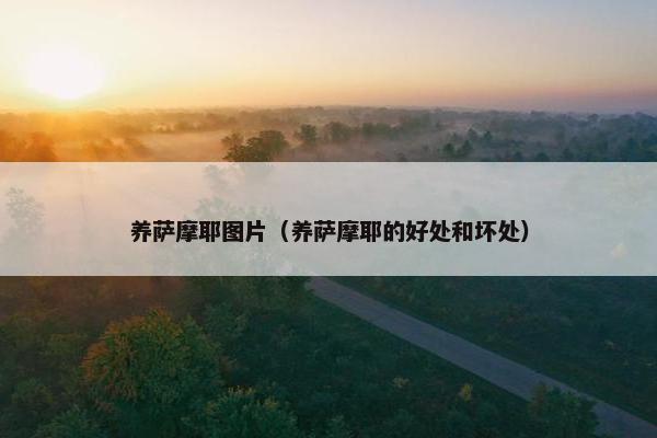 养萨摩耶图片（养萨摩耶的好处和坏处）