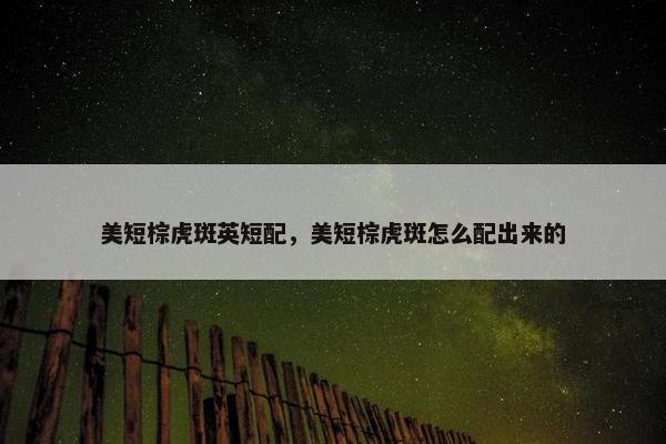 美短棕虎斑英短配，美短棕虎斑怎么配出来的