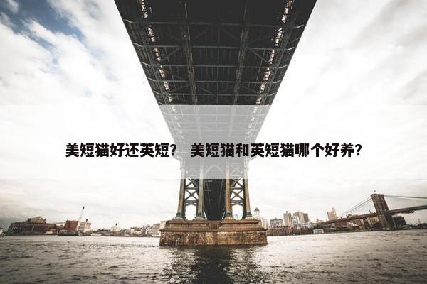 美短猫好还英短？ 美短猫和英短猫哪个好养？
