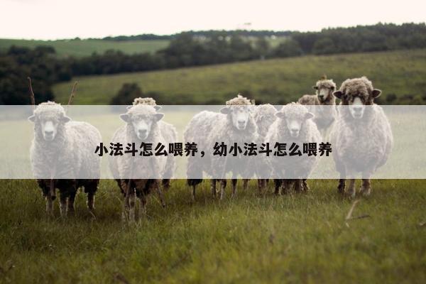 小法斗怎么喂养，幼小法斗怎么喂养