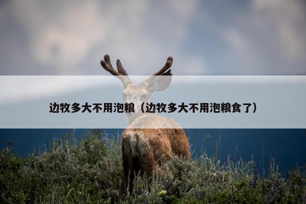 边牧多大不用泡粮（边牧多大不用泡粮食了）