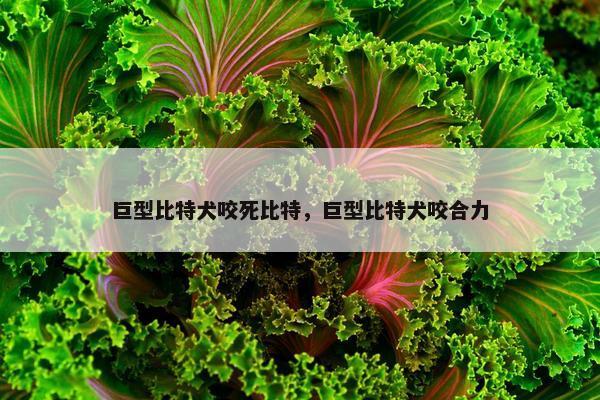 巨型比特犬咬死比特，巨型比特犬咬合力