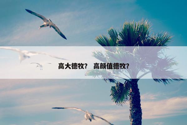 高大德牧？ 高颜值德牧？