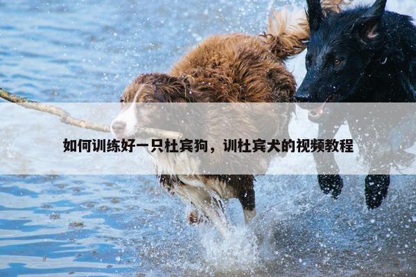 如何训练好一只杜宾狗，训杜宾犬的视频教程