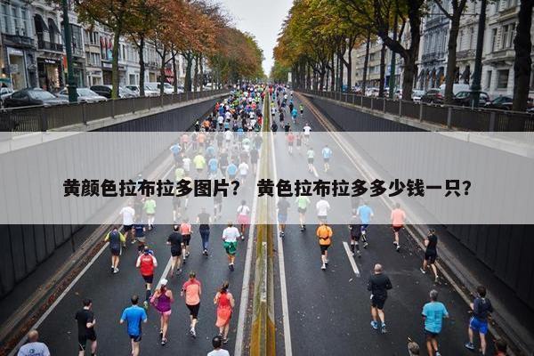 黄颜色拉布拉多图片？ 黄色拉布拉多多少钱一只？