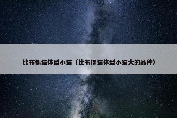 比布偶猫体型小猫（比布偶猫体型小猫大的品种）